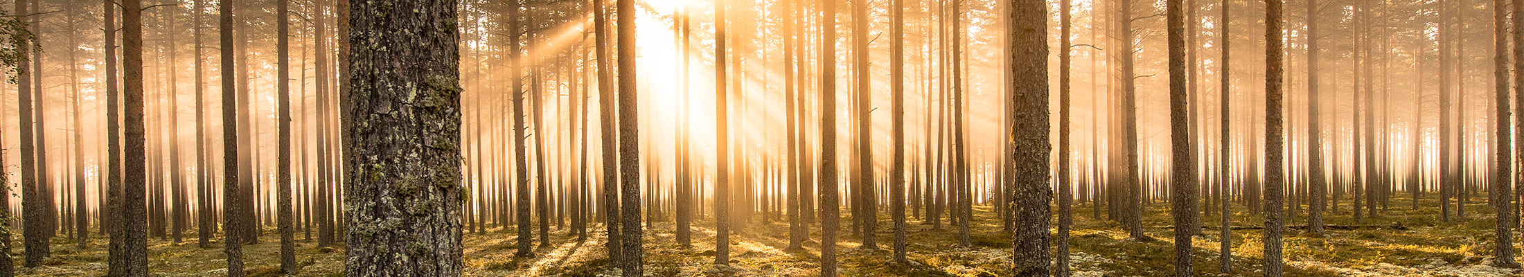 forest-pine-person-2200x400