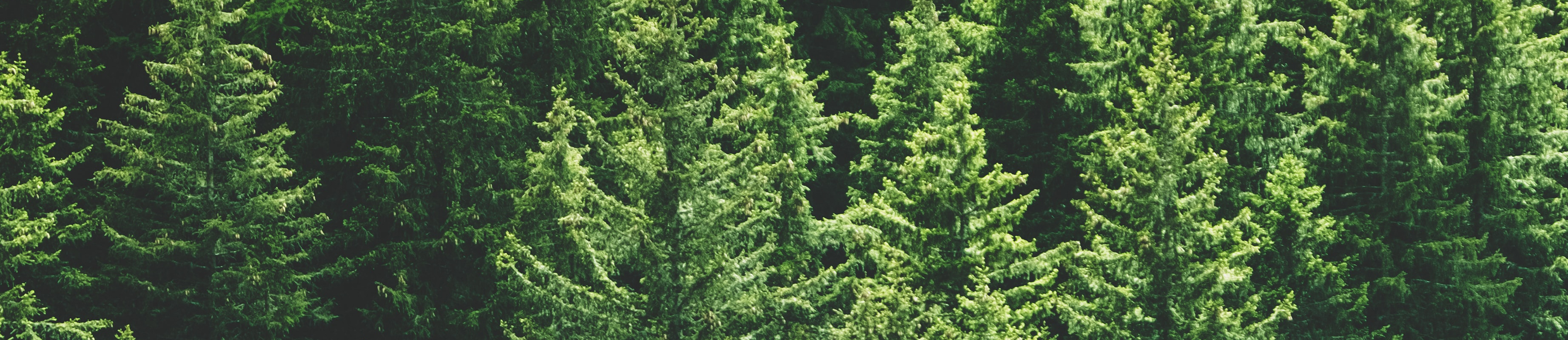 forest-pine-person-2200x400