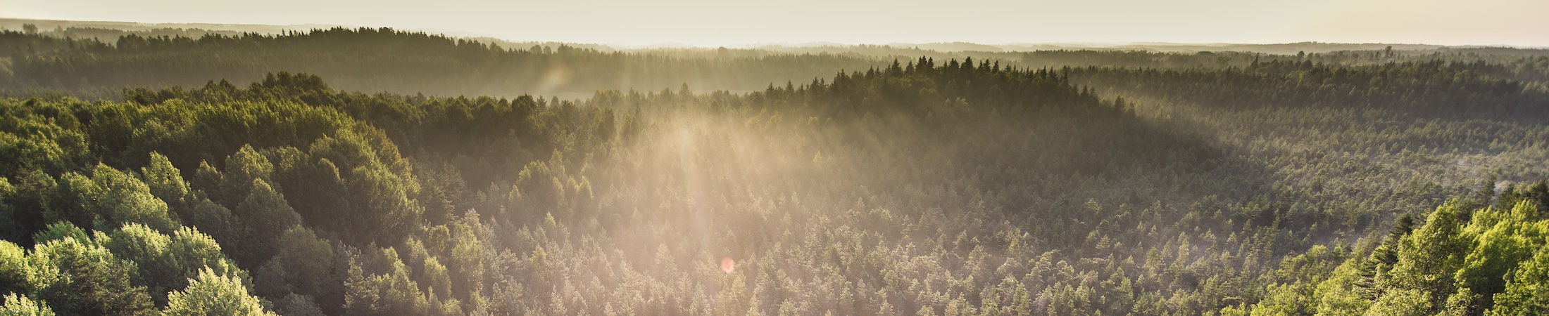 forest-pine-person-2200x400