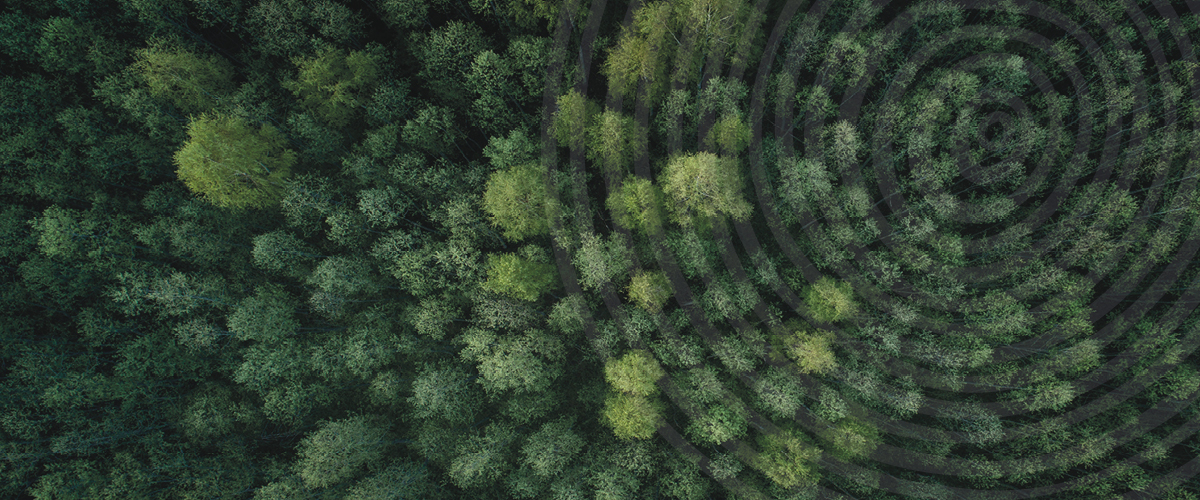 forest-pine-person-2200x400