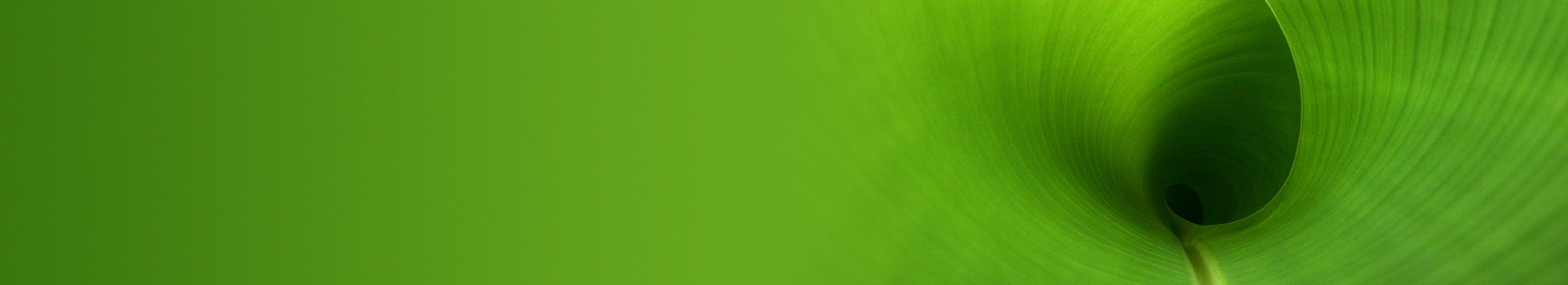 forest-pine-person-2200x400