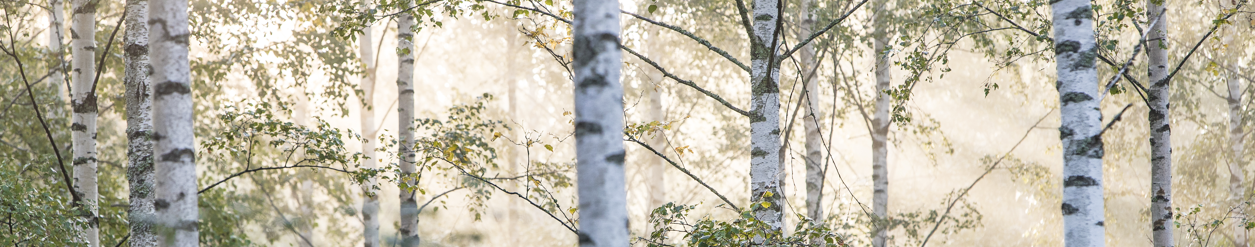 forest-pine-person-2200x400