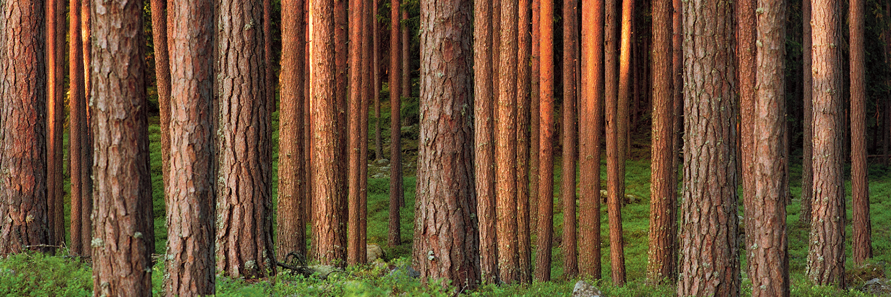 forest-pine-person-2200x400